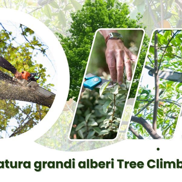 Abbattimento Alberi ad Alto Fusto ad Ancona con l'Altofusto