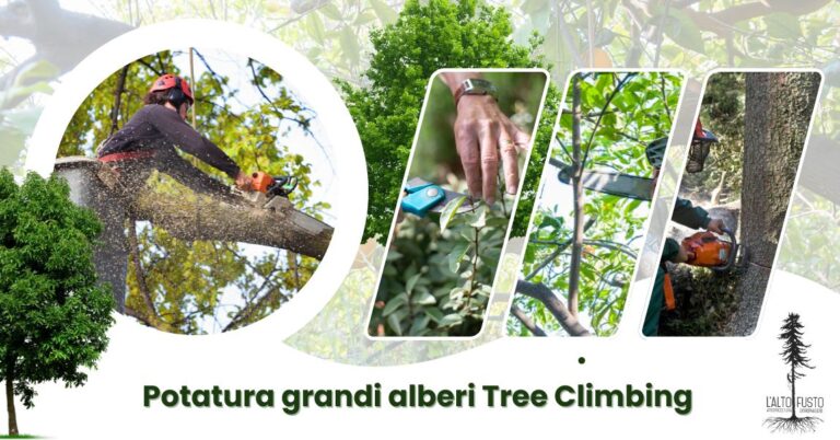 Abbattimento Alberi ad Alto Fusto ad Ancona con l'Altofusto